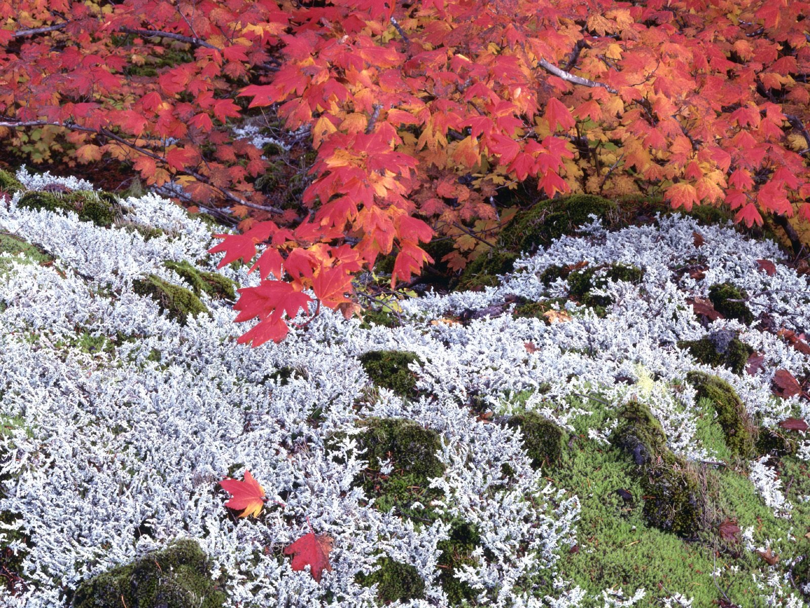 Herbstlandschaft schöne Tapete #25 - 1600x1200