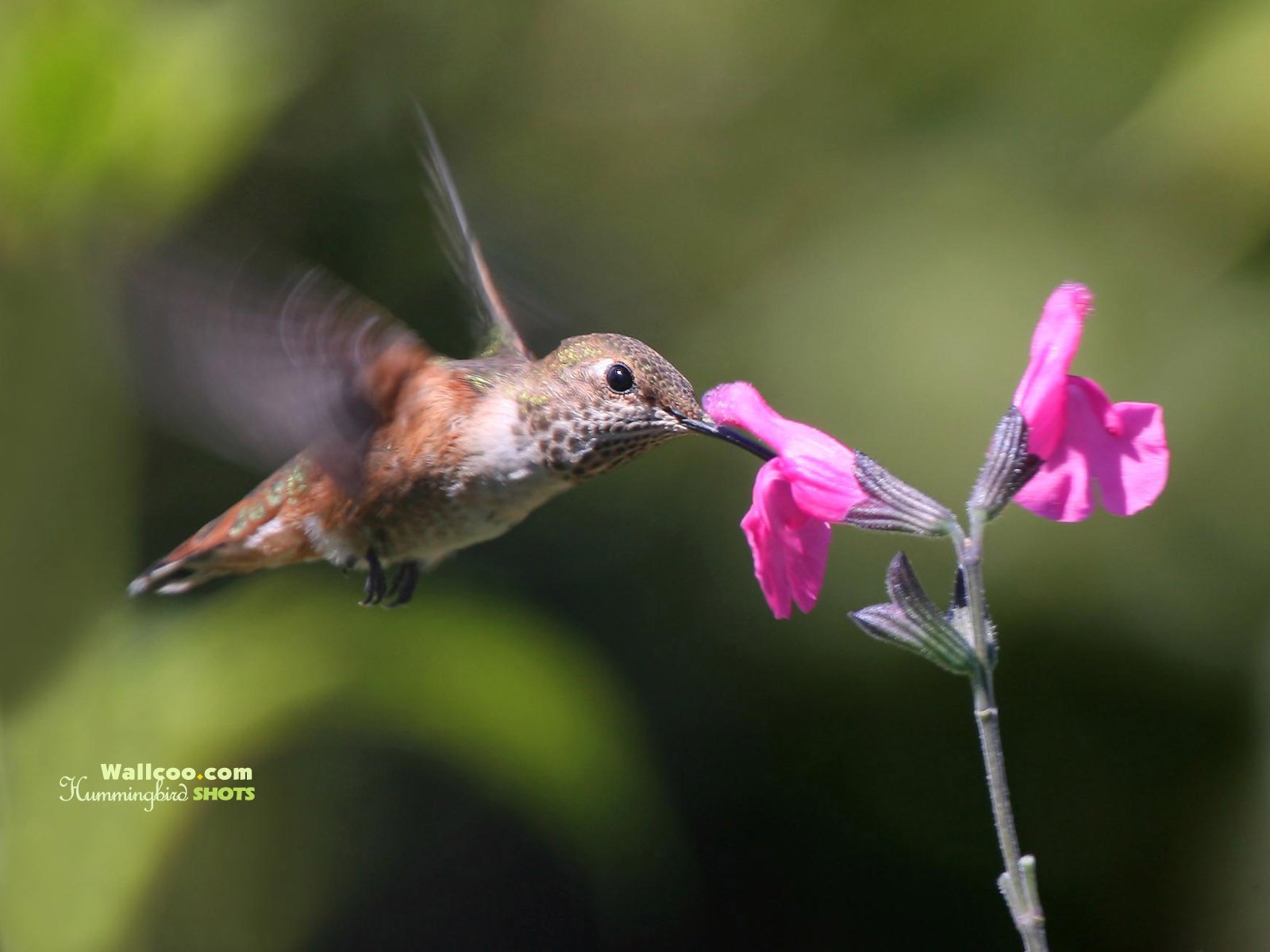 蜂鳥寫真壁紙 #4 - 1600x1200