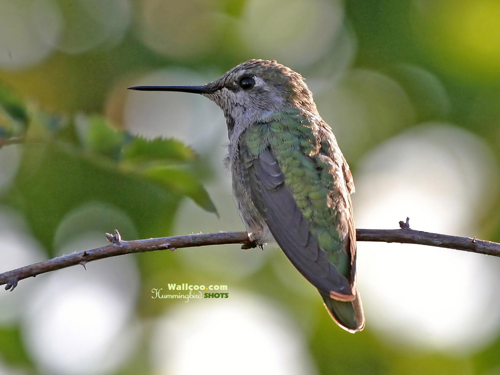 hummingbirds Foto Wallpaper #15 - 1600x1200