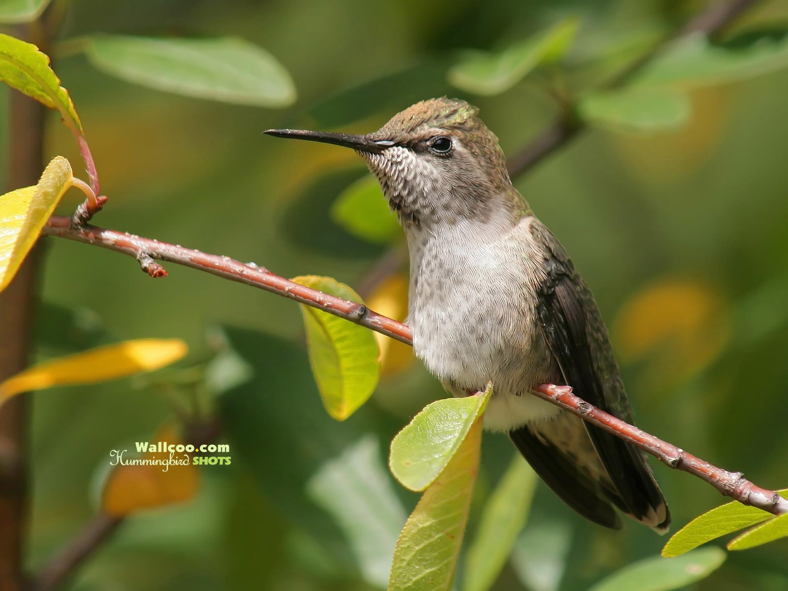 hummingbirds Foto Wallpaper #18 - 1600x1200