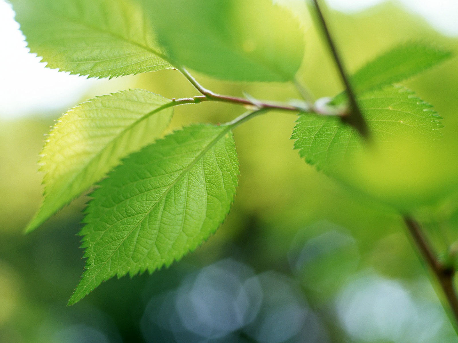 Cool green leaf wallpaper #37 - 1600x1200