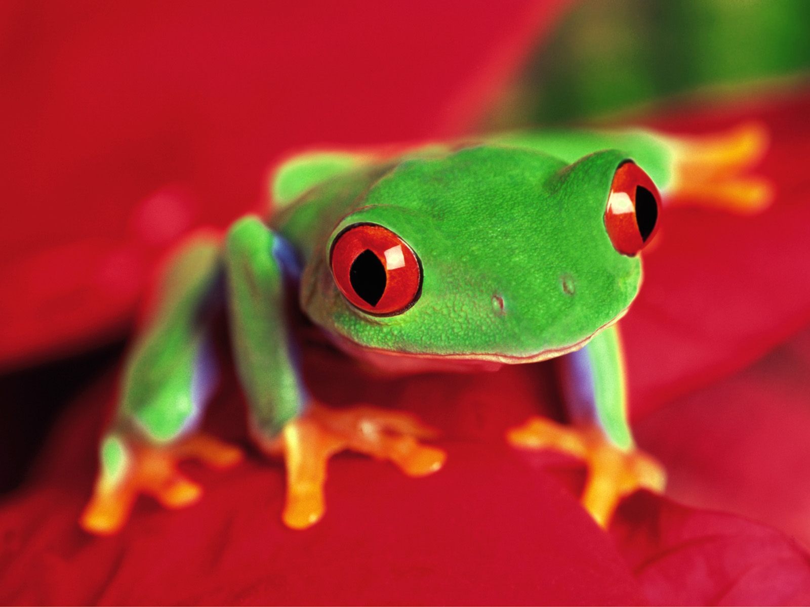 Frog Album Fonds d'écran #6 - 1600x1200