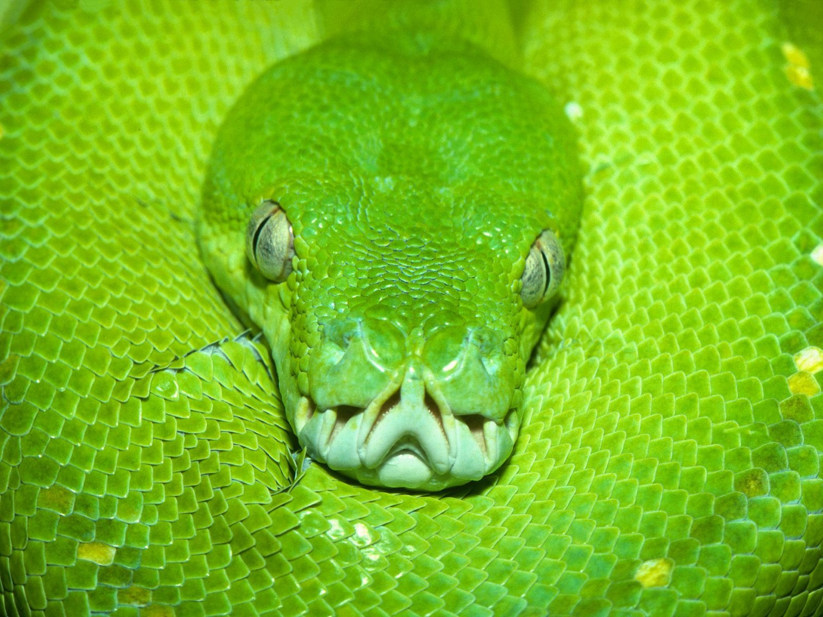 Snake écran Album #2 - 1600x1200