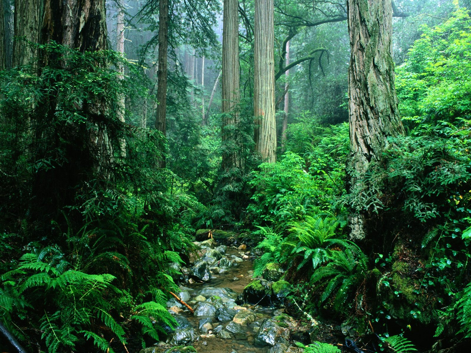 Fond d'écran d'arbres forestiers #31 - 1600x1200