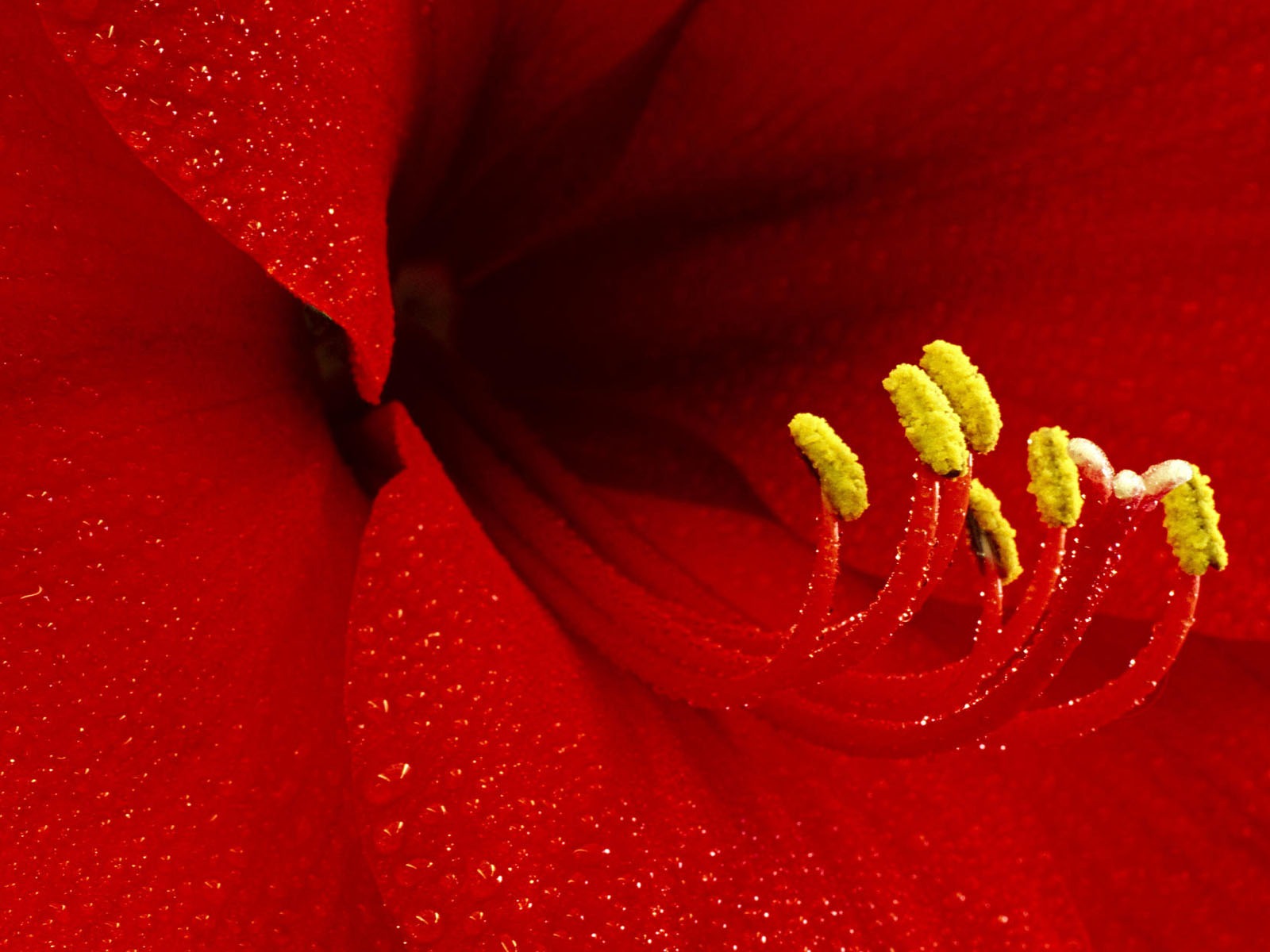 Širokoúhlé tapety květiny close-up #29 - 1600x1200