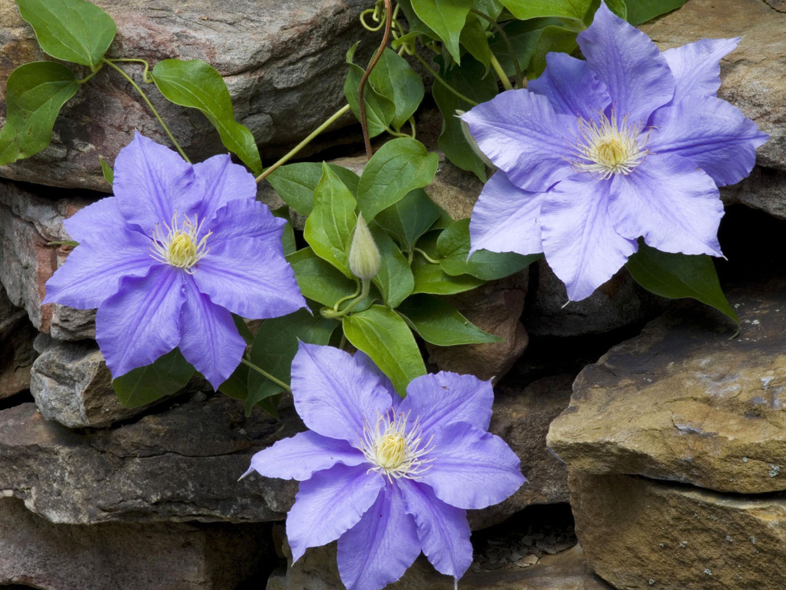 ワイドスクリーンの壁紙の花クローズアップ #36 - 1600x1200