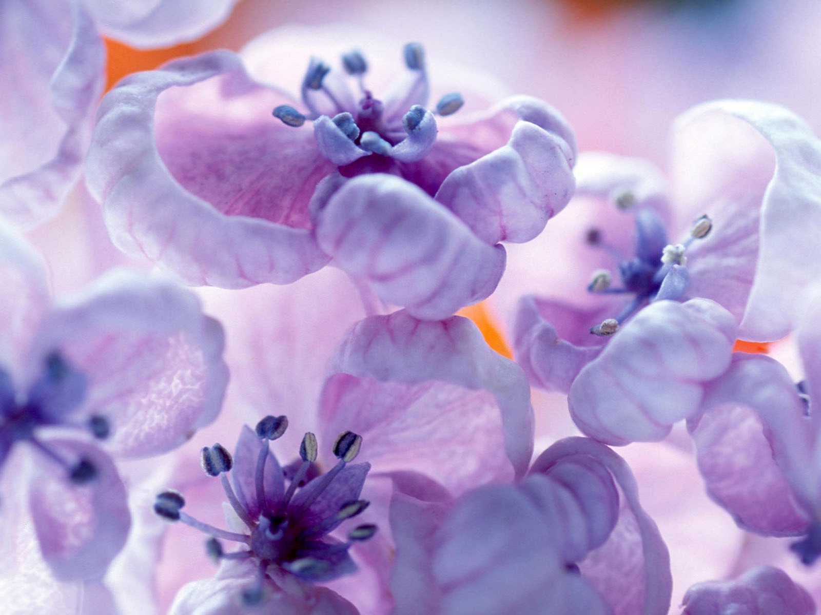 Širokoúhlé tapety květiny close-up #37 - 1600x1200