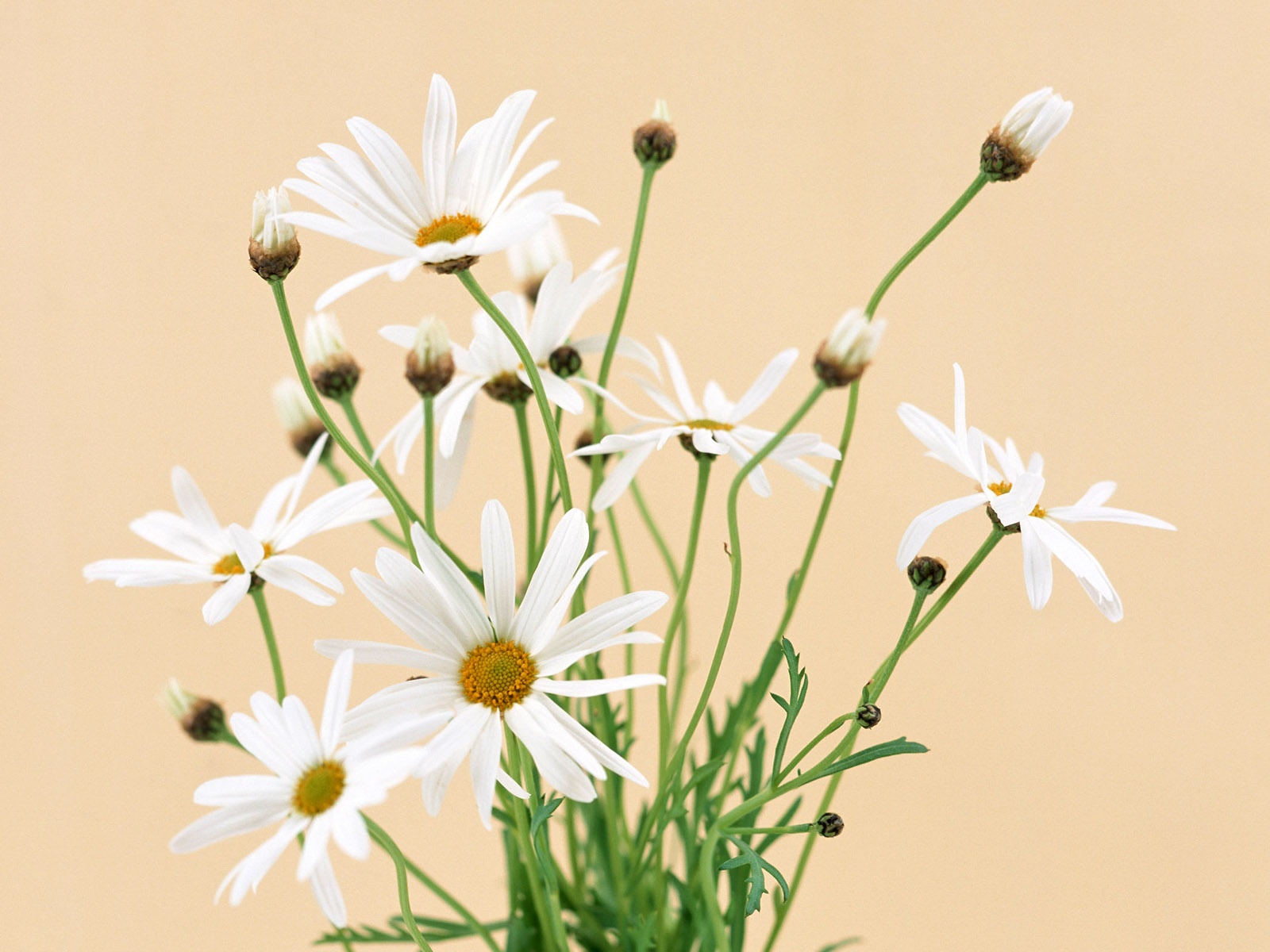 Blanche-Neige fond d'écran fleurs #2 - 1600x1200