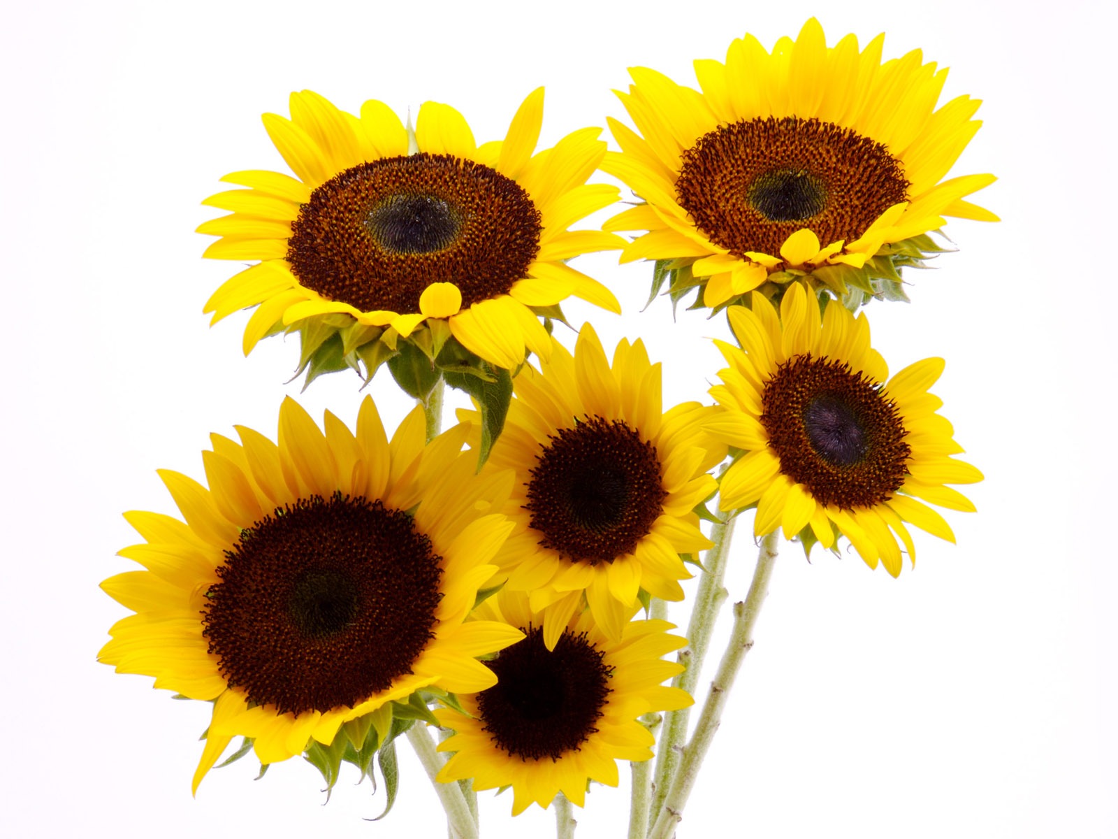 Sunny photo de tournesol HD Wallpapers #3 - 1600x1200