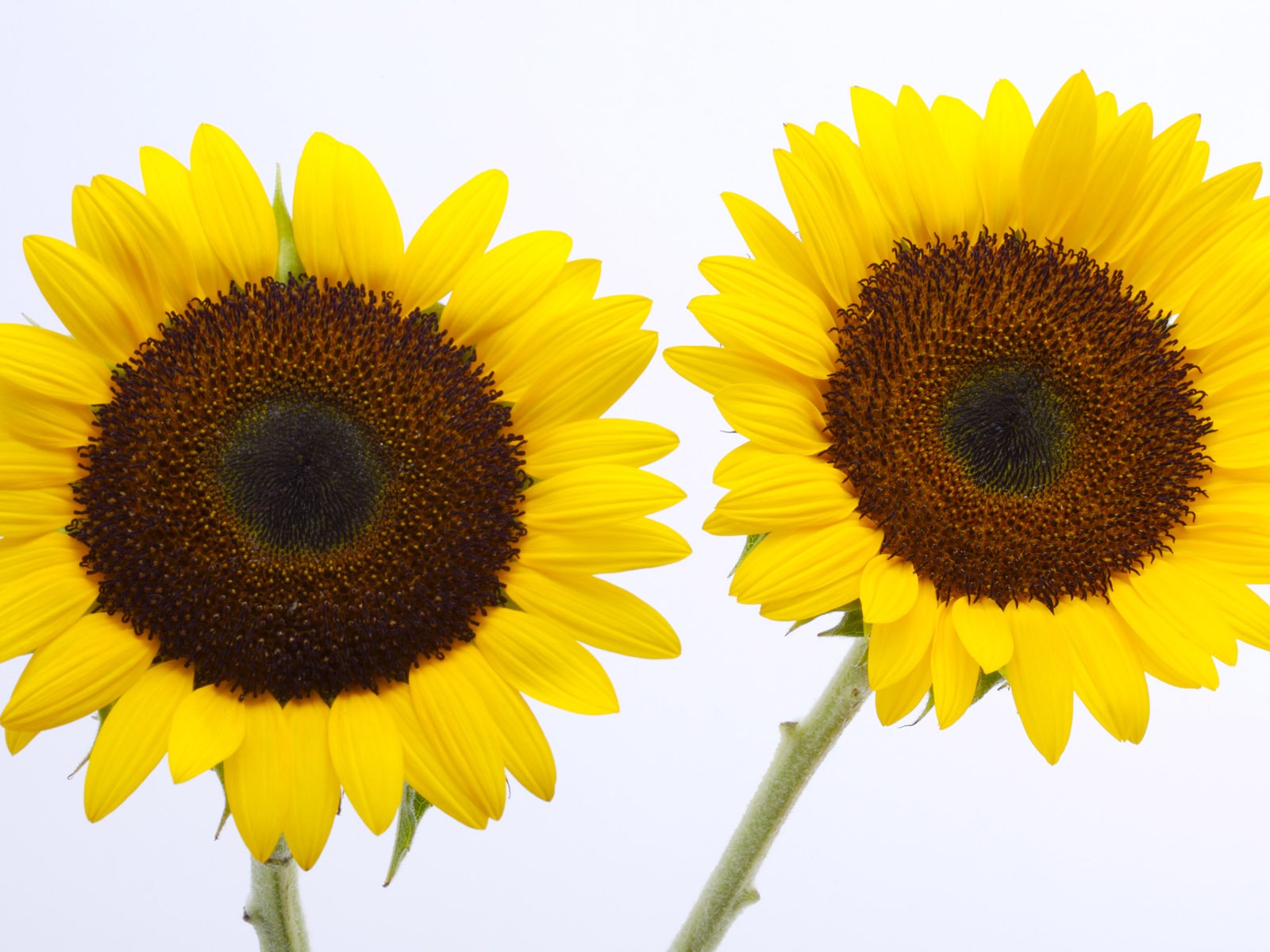 Sunny photo de tournesol HD Wallpapers #6 - 1600x1200