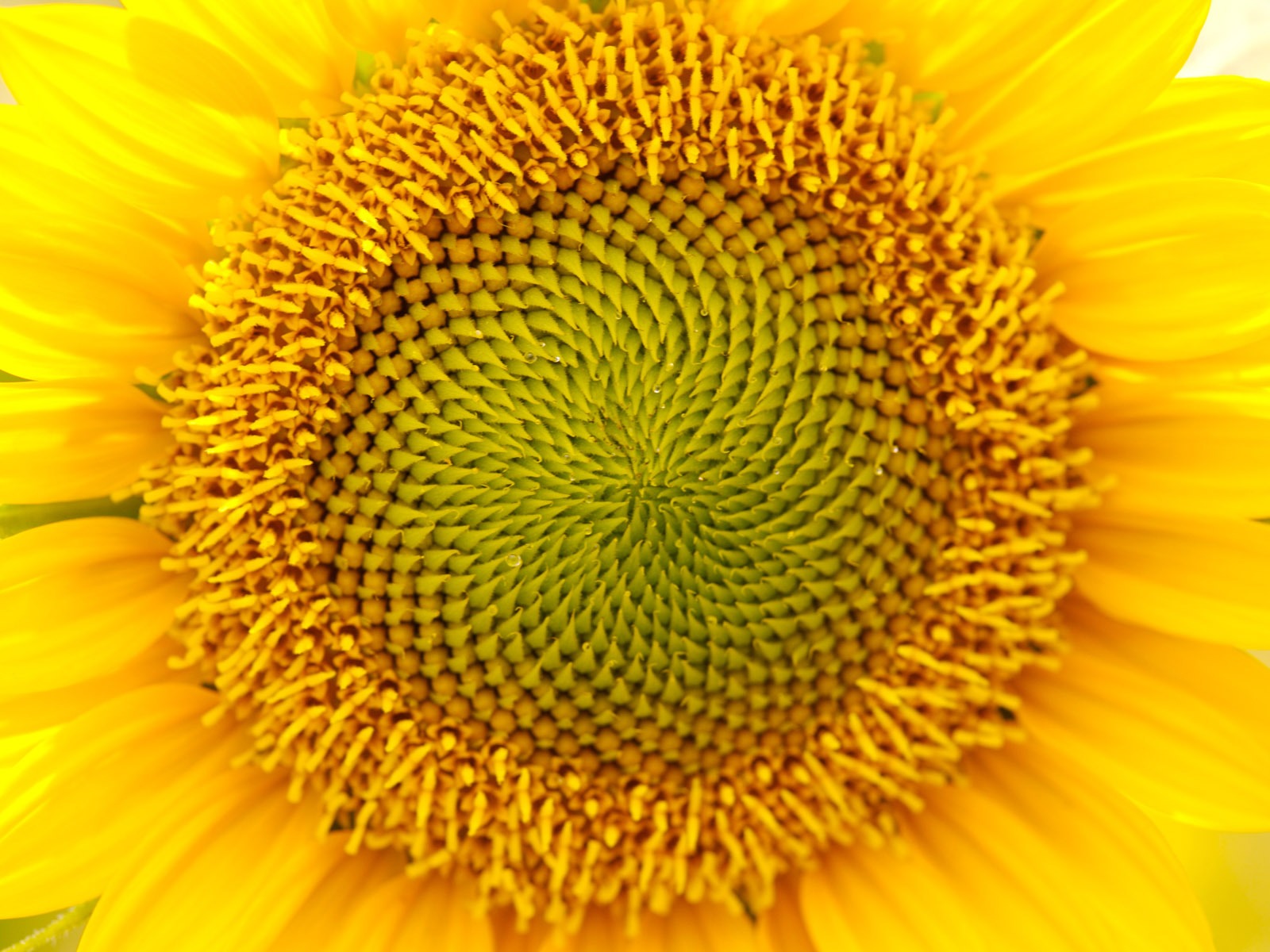 Sunny photo de tournesol HD Wallpapers #11 - 1600x1200