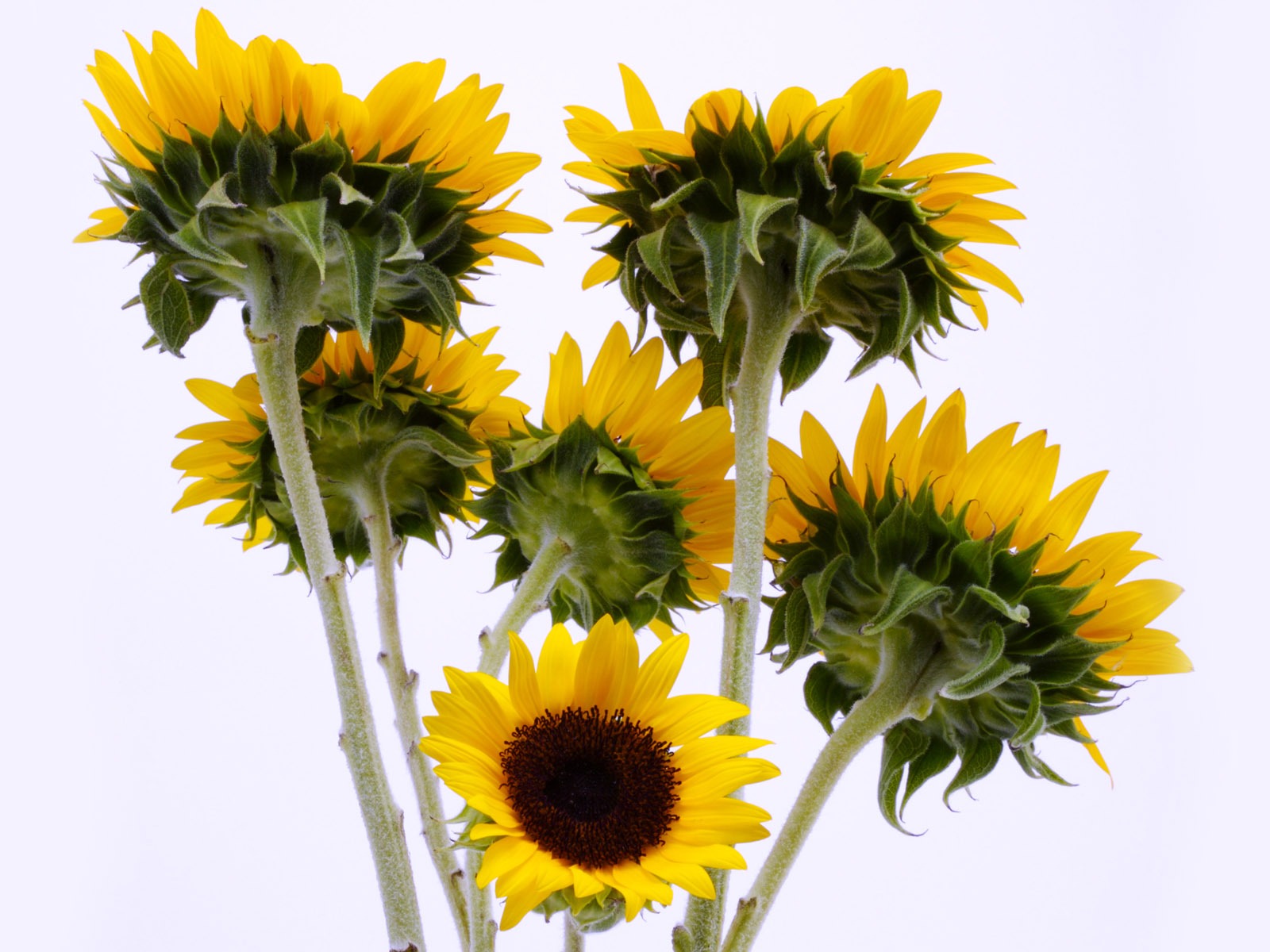 Sunny photo de tournesol HD Wallpapers #13 - 1600x1200