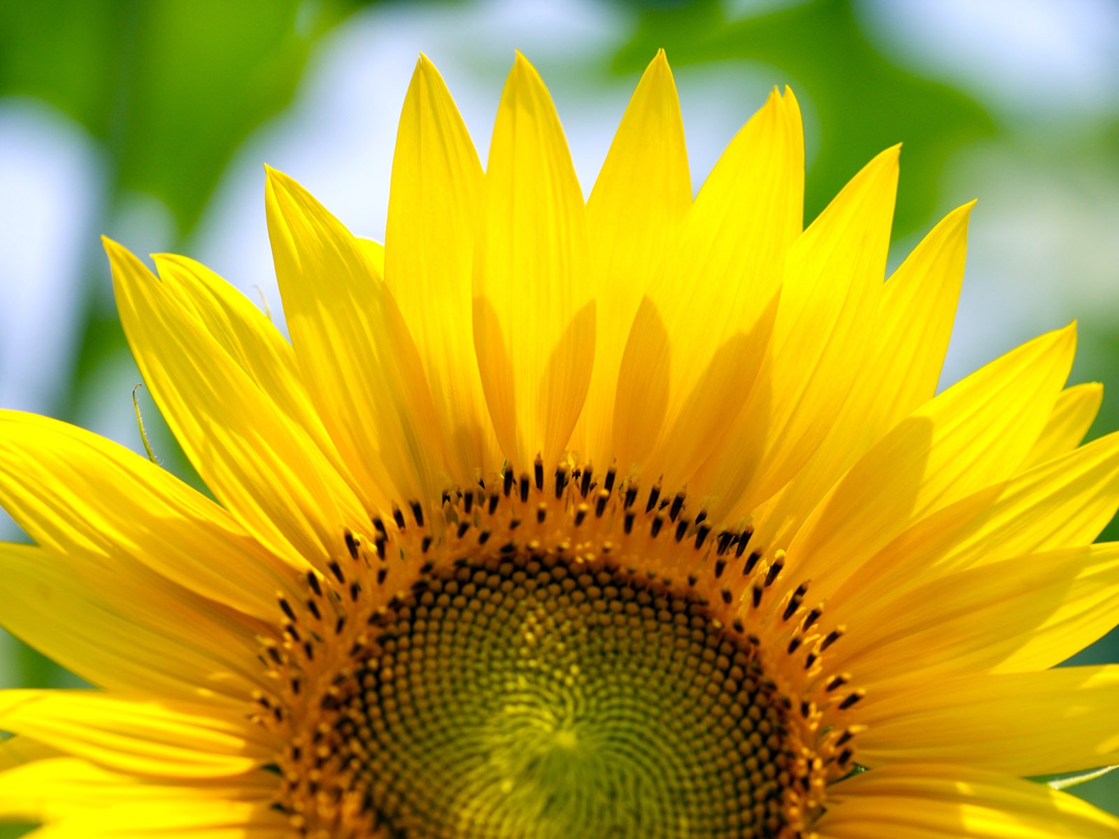 Sunny Sonnenblume Foto HD Wallpapers #20 - 1600x1200