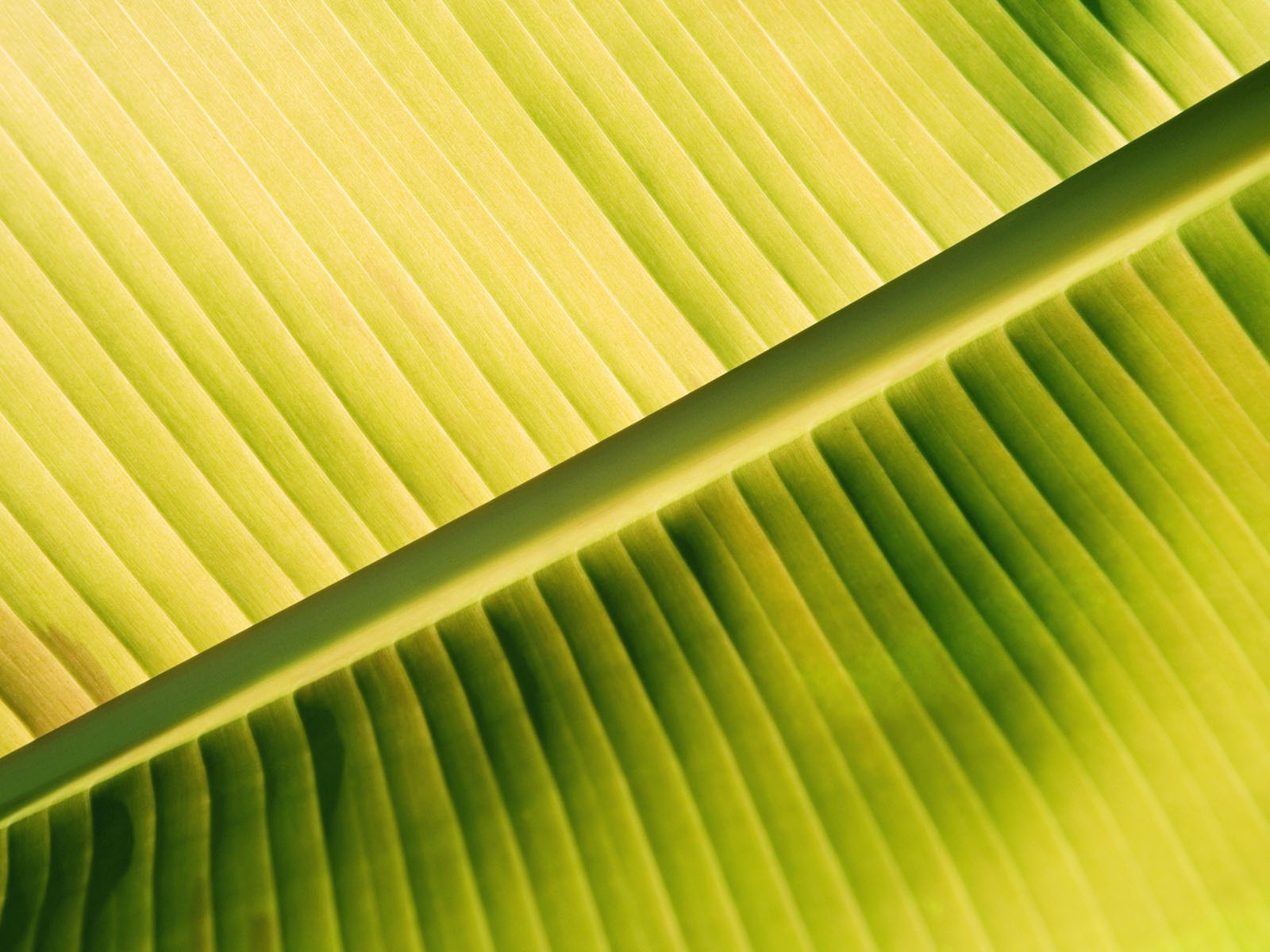 Pflanzen Green Leaf Wallpaper #2 - 1600x1200