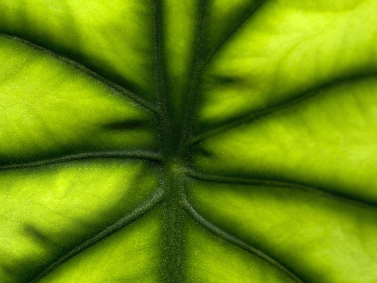 Pflanzen Green Leaf Wallpaper #3 - 1600x1200