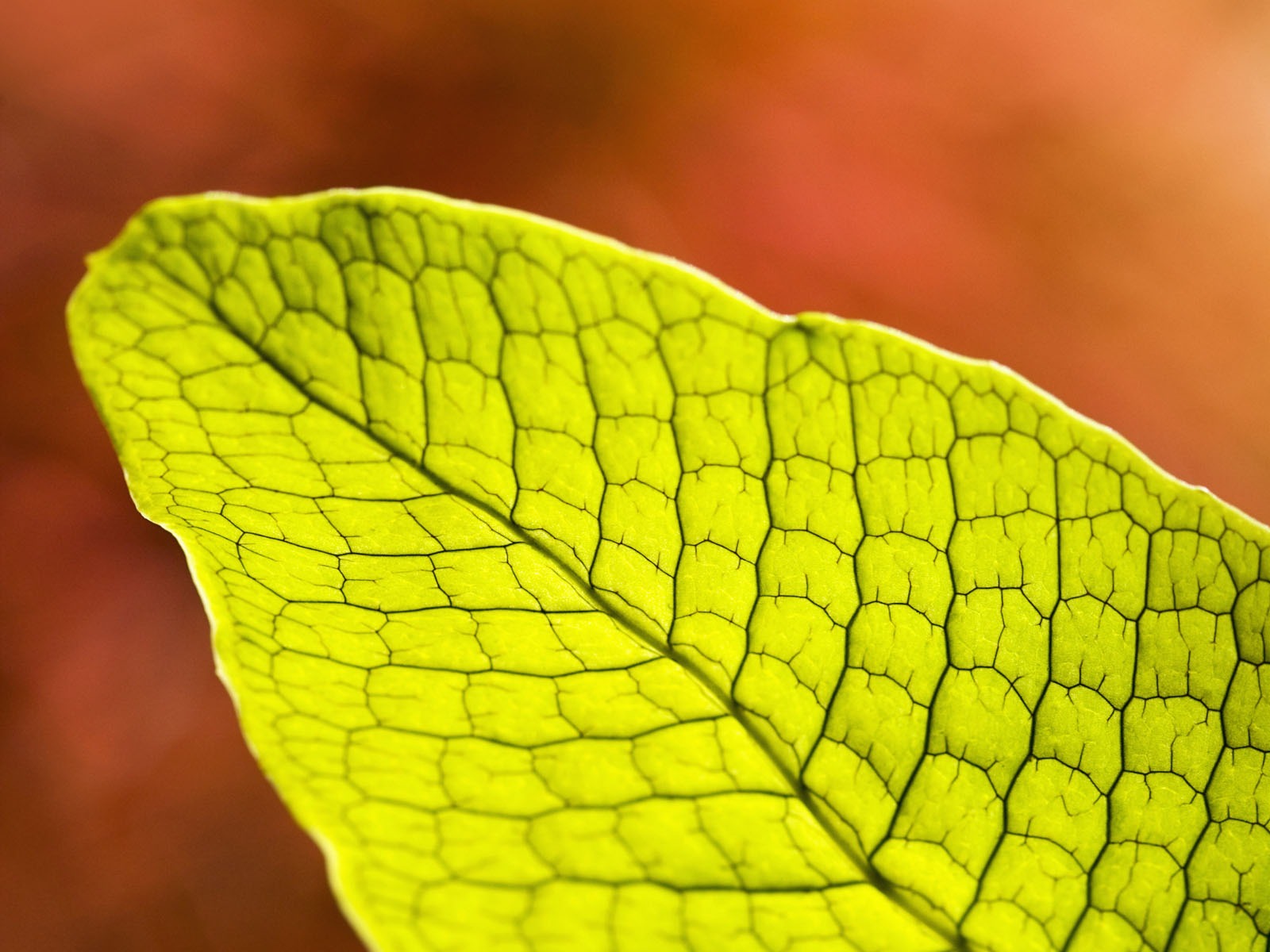 Pflanzen Green Leaf Wallpaper #11 - 1600x1200