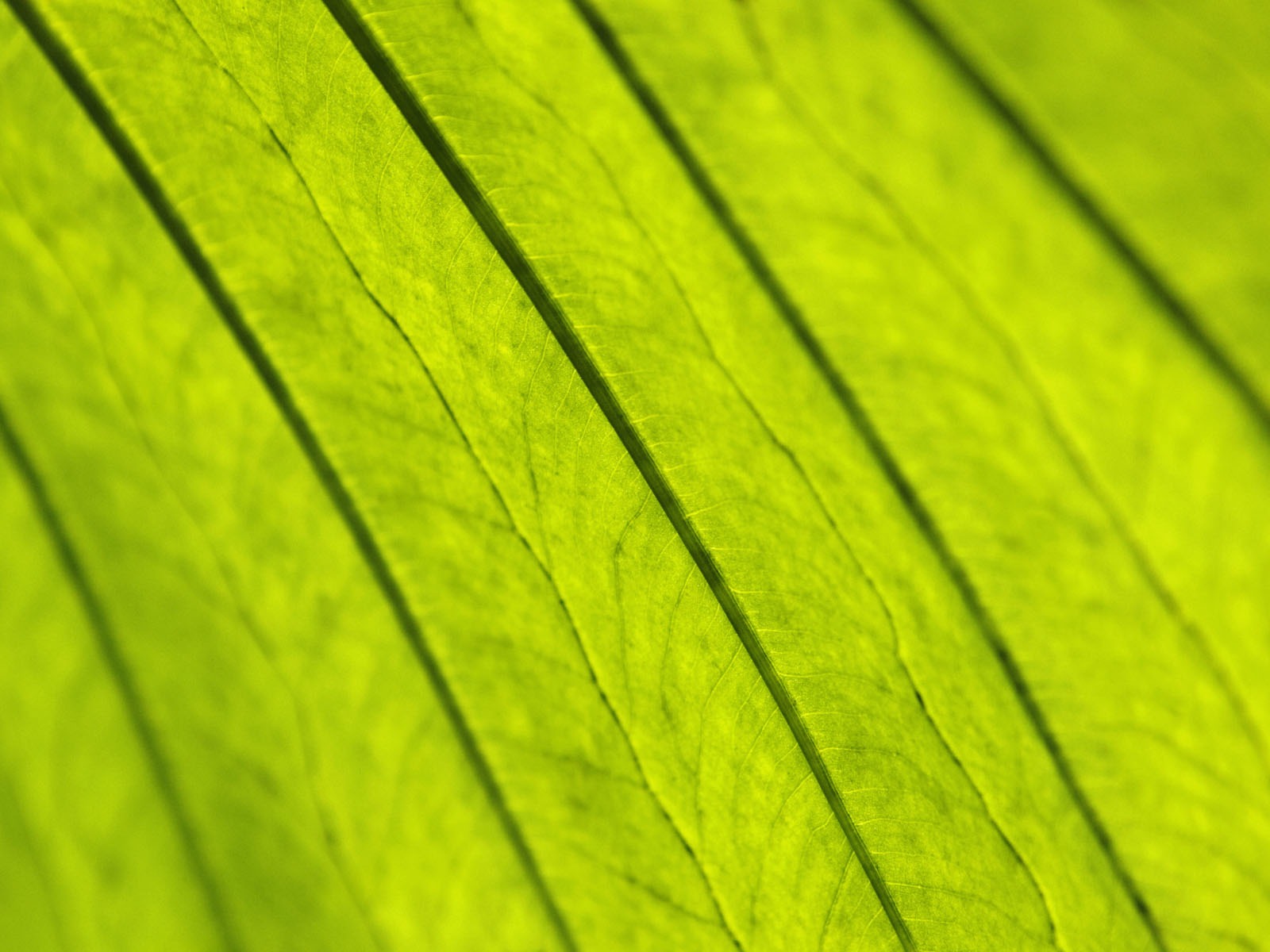 Pflanzen Green Leaf Wallpaper #12 - 1600x1200