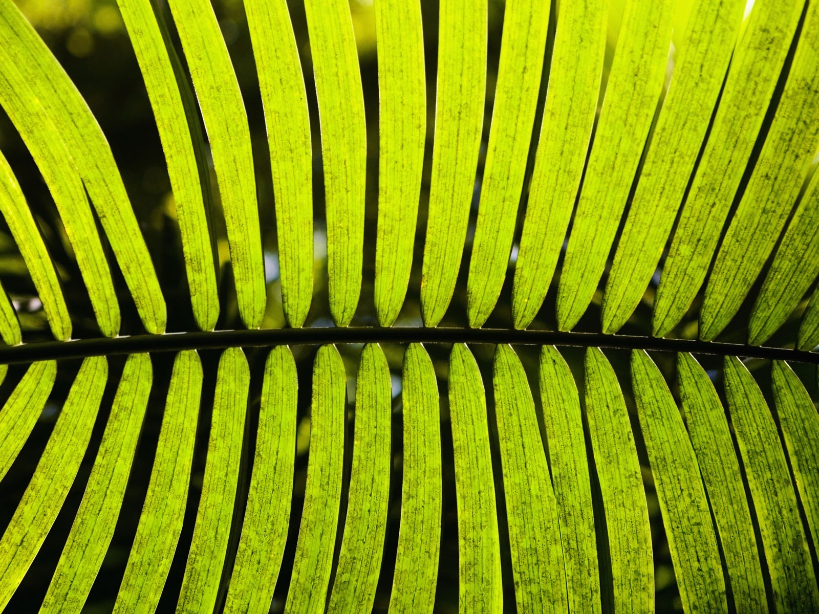 Pflanzen Green Leaf Wallpaper #15 - 1600x1200