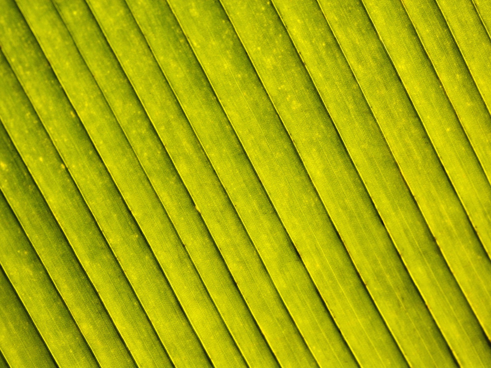 Pflanzen Green Leaf Wallpaper #17 - 1600x1200