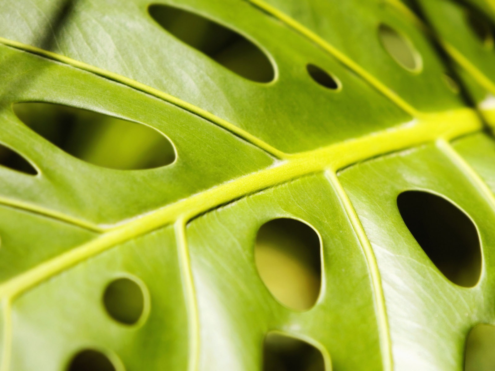 Pflanzen Green Leaf Wallpaper #19 - 1600x1200
