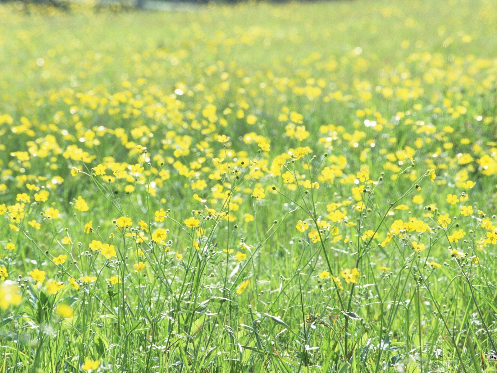 フレッシュスタイルの花の壁紙 #11 - 1600x1200