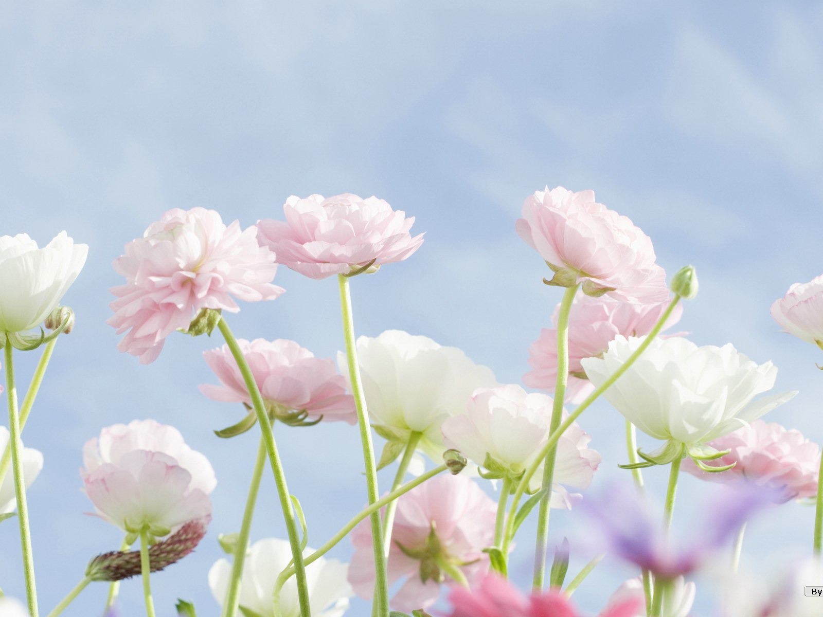 Čerstvé styl květiny Tapety #31 - 1600x1200