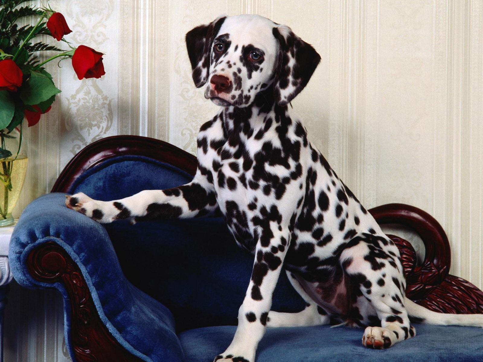 宠物壁纸之小狗写真10 - 1600x1200