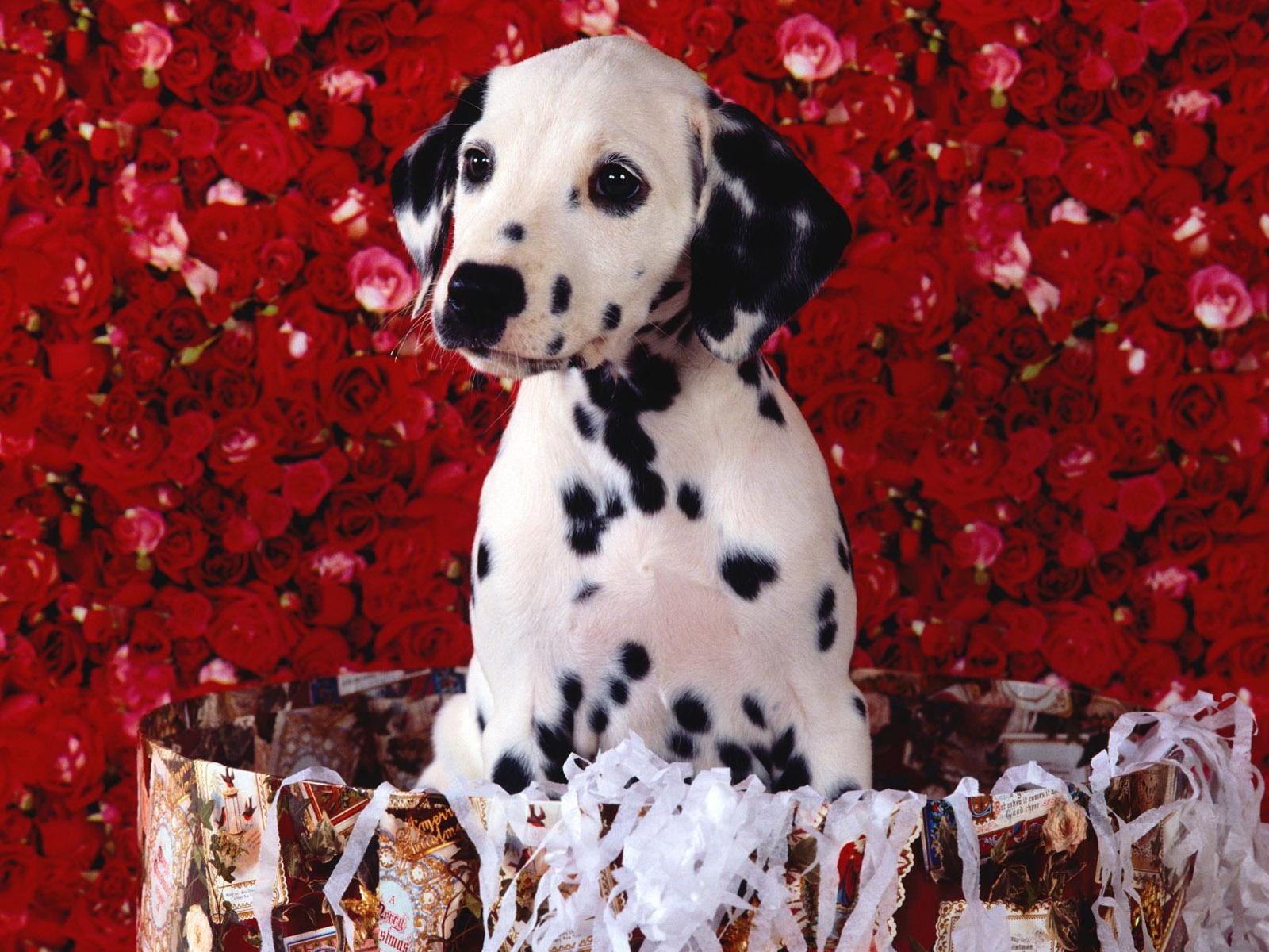 宠物壁纸之小狗写真11 - 1600x1200