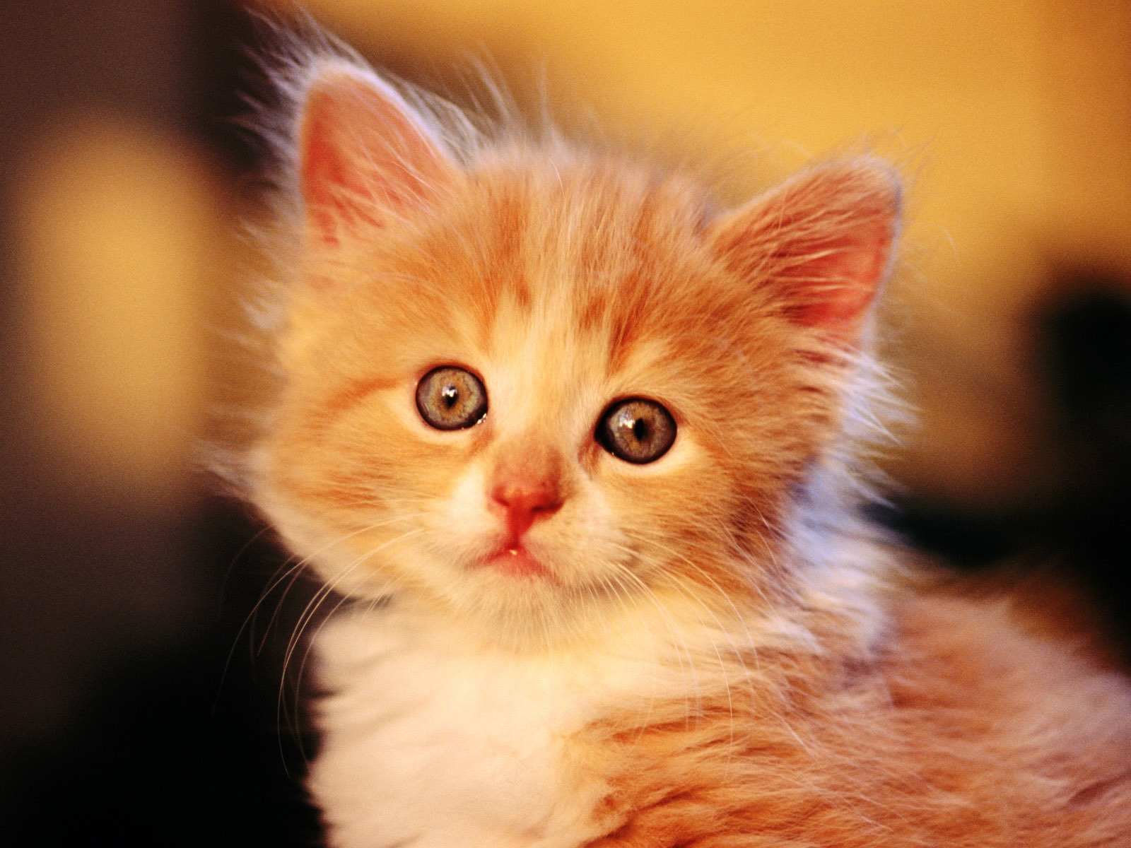 HD wallpaper cute cat photo #1 - 1600x1200