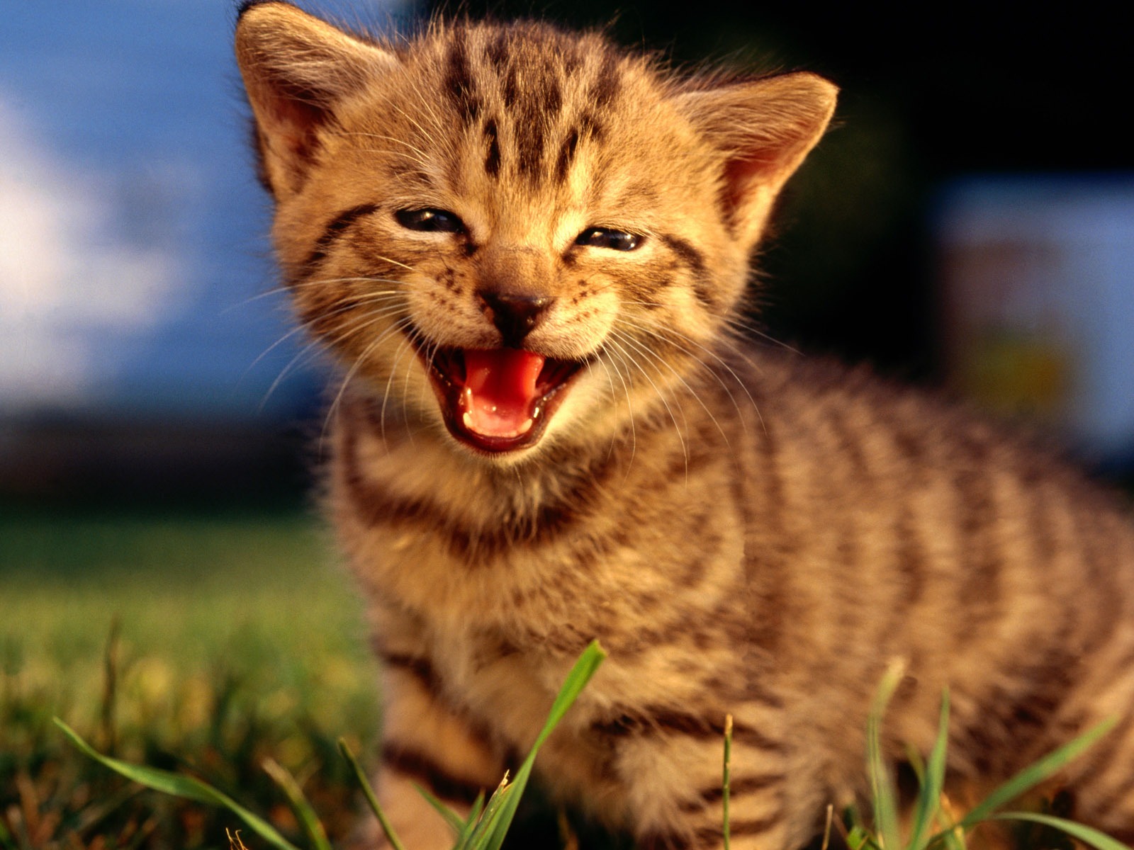 HD Wallpaper cute cat Foto #3 - 1600x1200