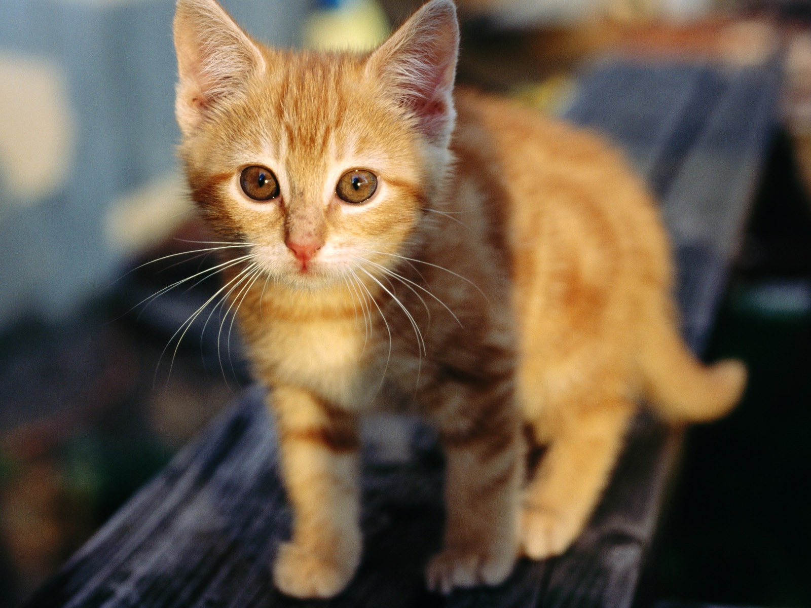 HD wallpaper cute cat photo #6 - 1600x1200
