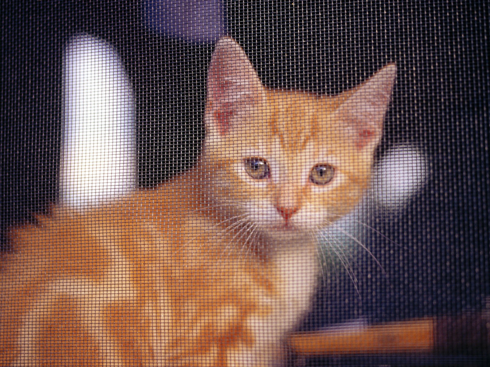 HD fotografía de fondo lindo gatito #10 - 1600x1200