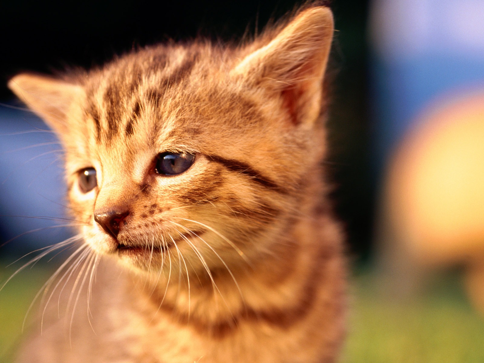 HD fotografía de fondo lindo gatito #12 - 1600x1200