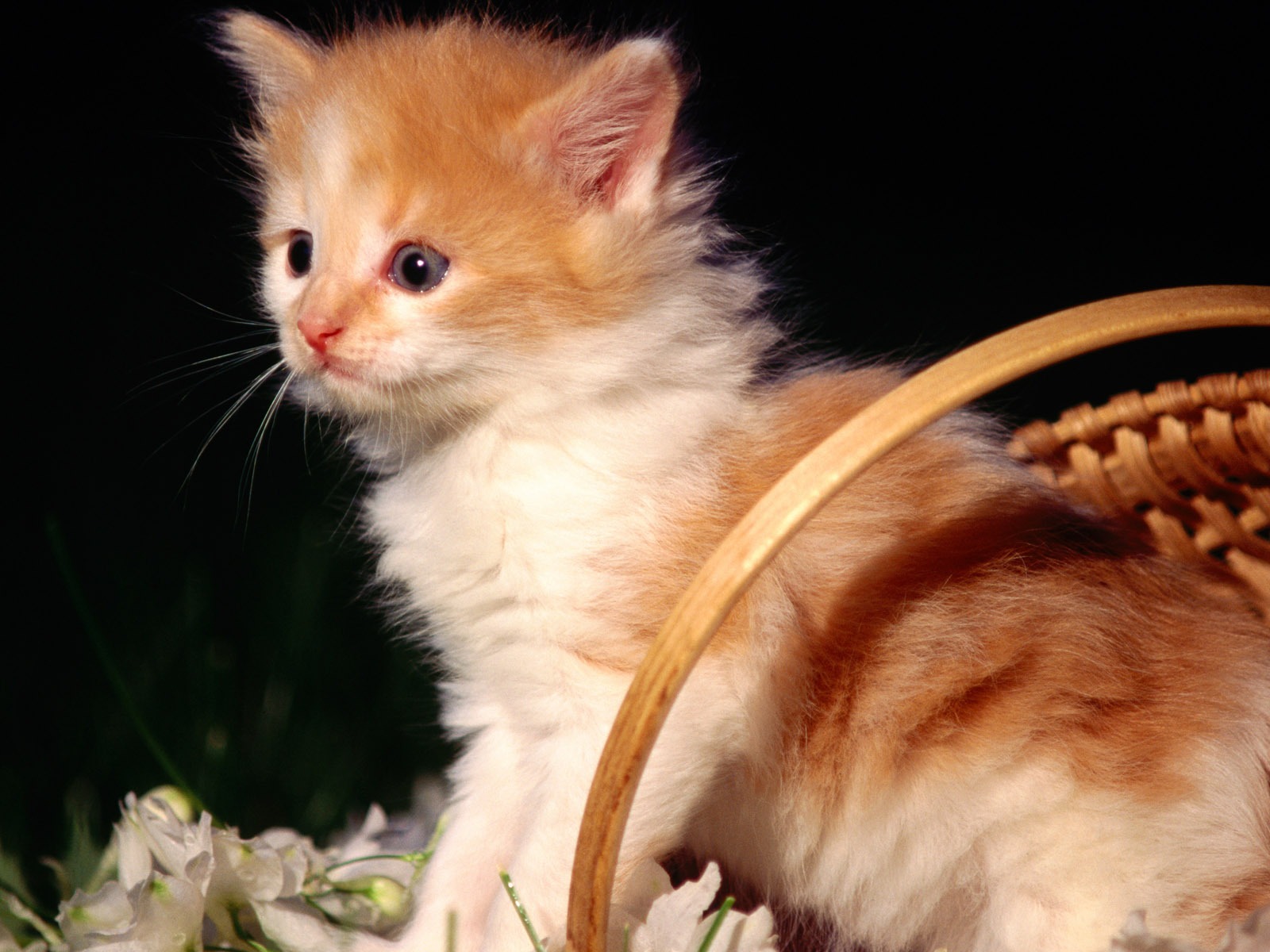 HD fotografía de fondo lindo gatito #13 - 1600x1200