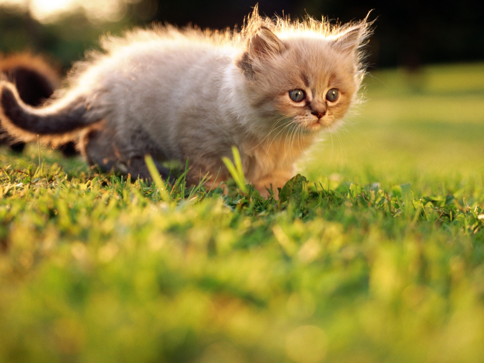 HD fotografía de fondo lindo gatito #14 - 1600x1200