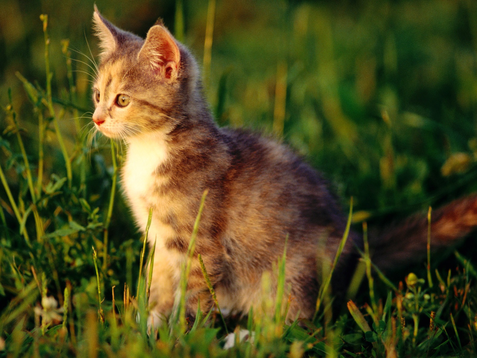HD fotografía de fondo lindo gatito #15 - 1600x1200
