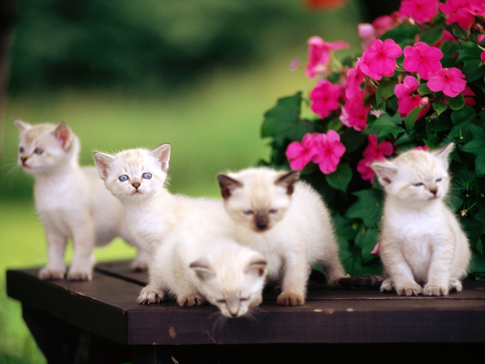 HD Wallpaper cute cat Foto #20 - 1600x1200