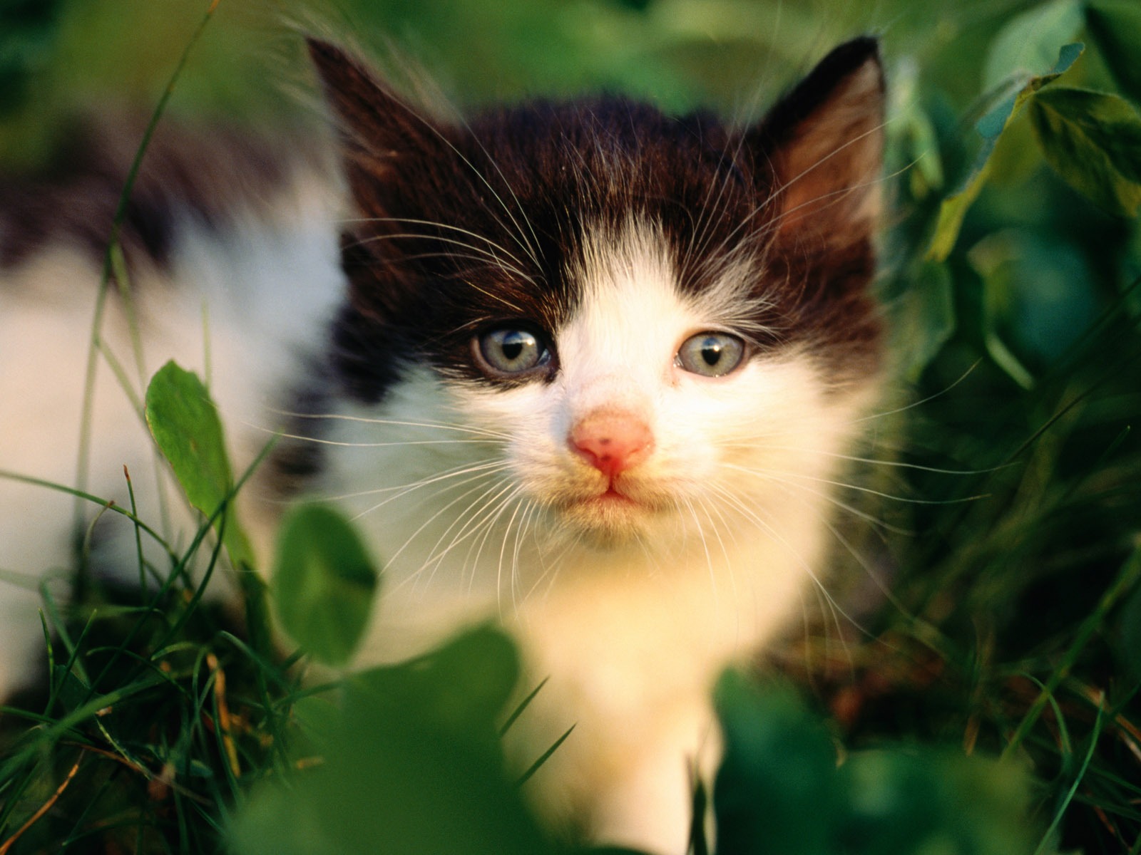 HD Wallpaper cute cat Foto #25 - 1600x1200