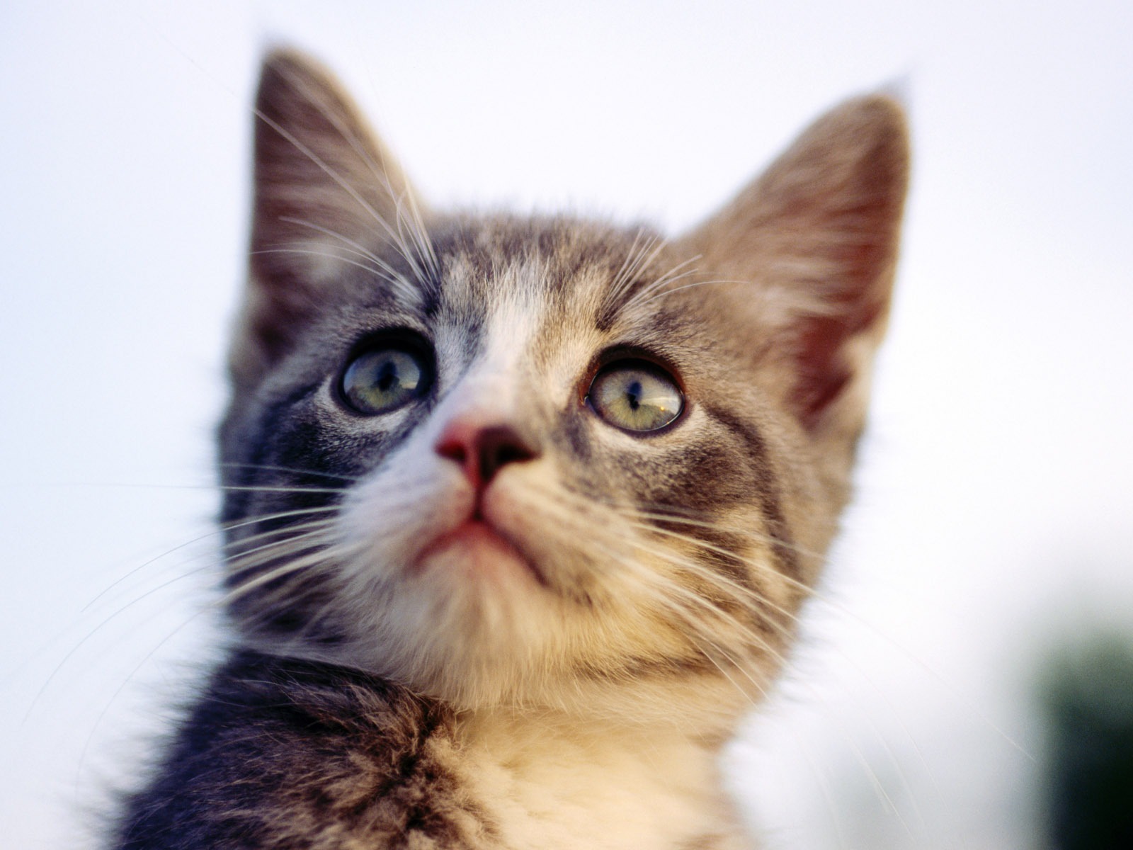 HD fotografía de fondo lindo gatito #26 - 1600x1200