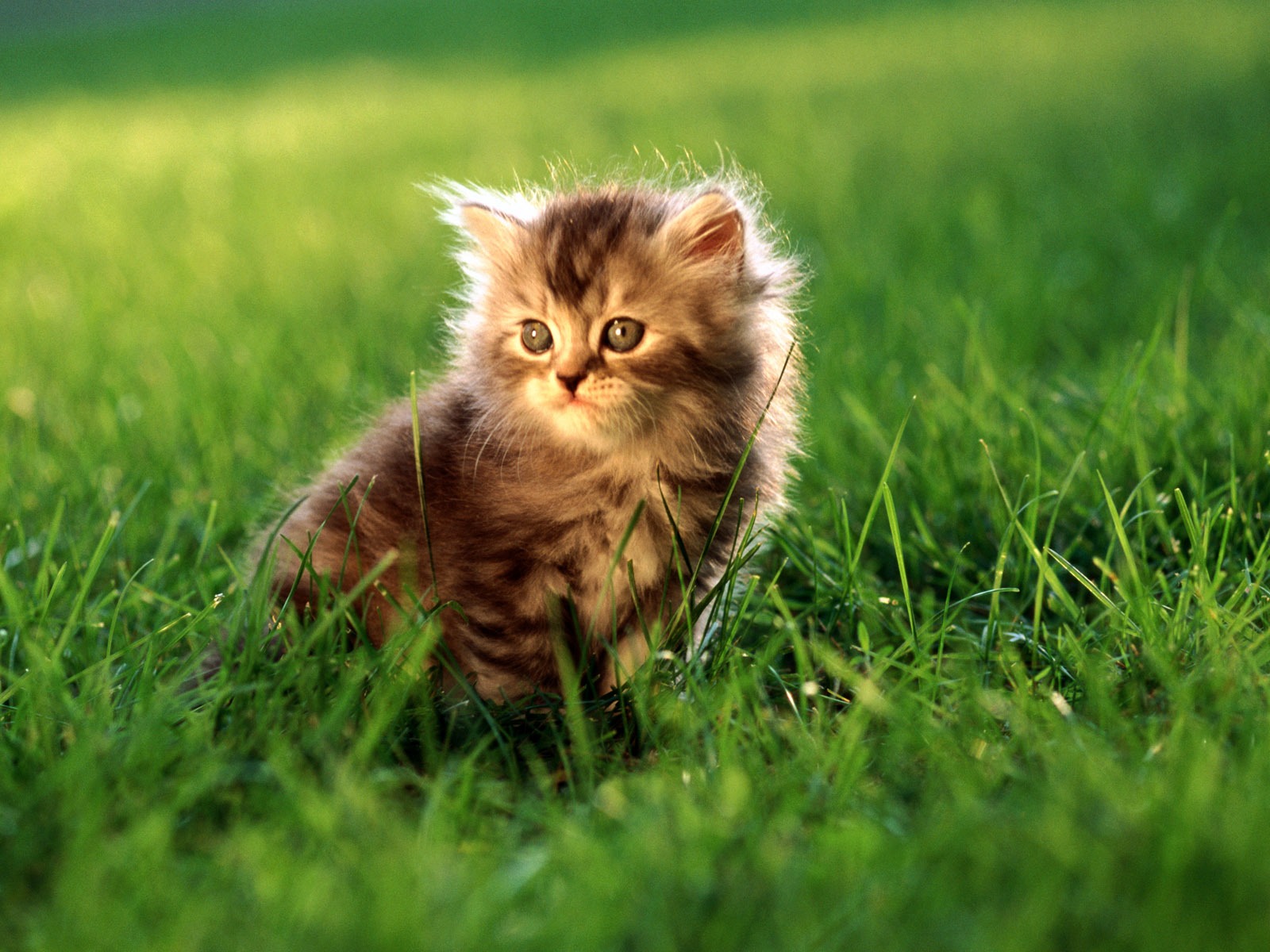 HD fotografía de fondo lindo gatito #27 - 1600x1200