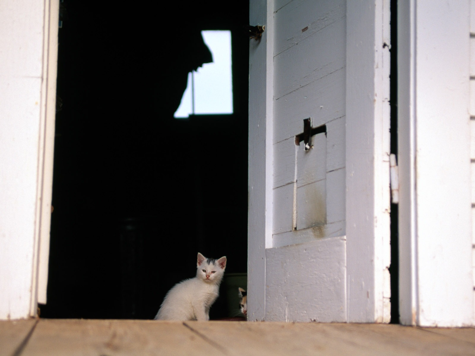 HD fotografía de fondo lindo gatito #36 - 1600x1200