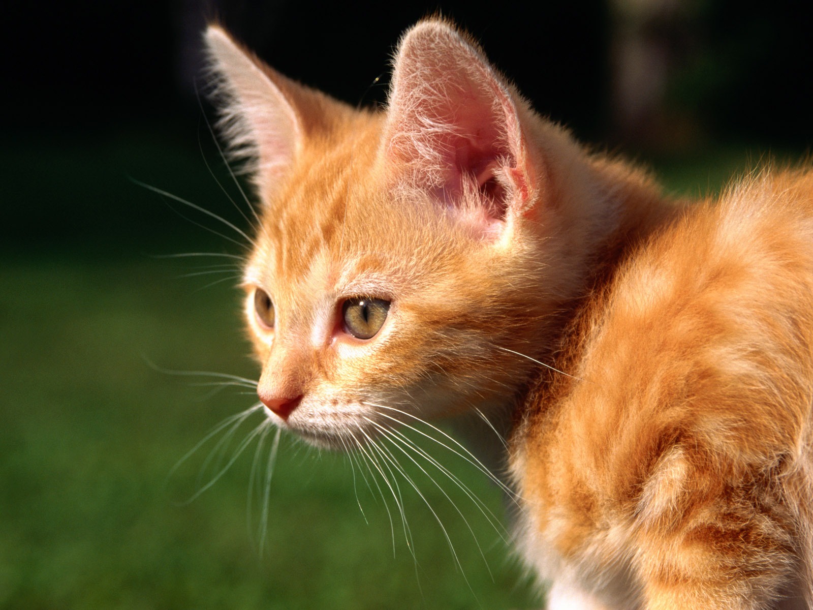 HD fotografía de fondo lindo gatito #37 - 1600x1200