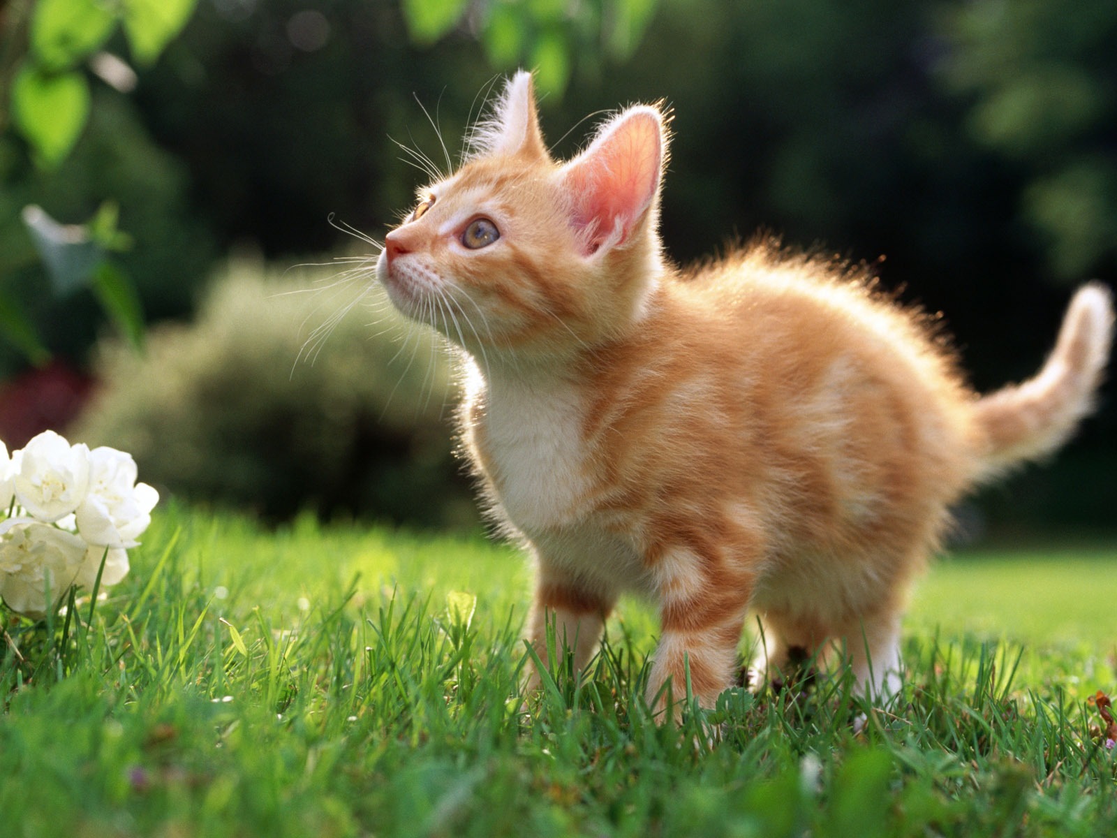 의 HD 벽지 귀여운 고양이 사진 #39 - 1600x1200