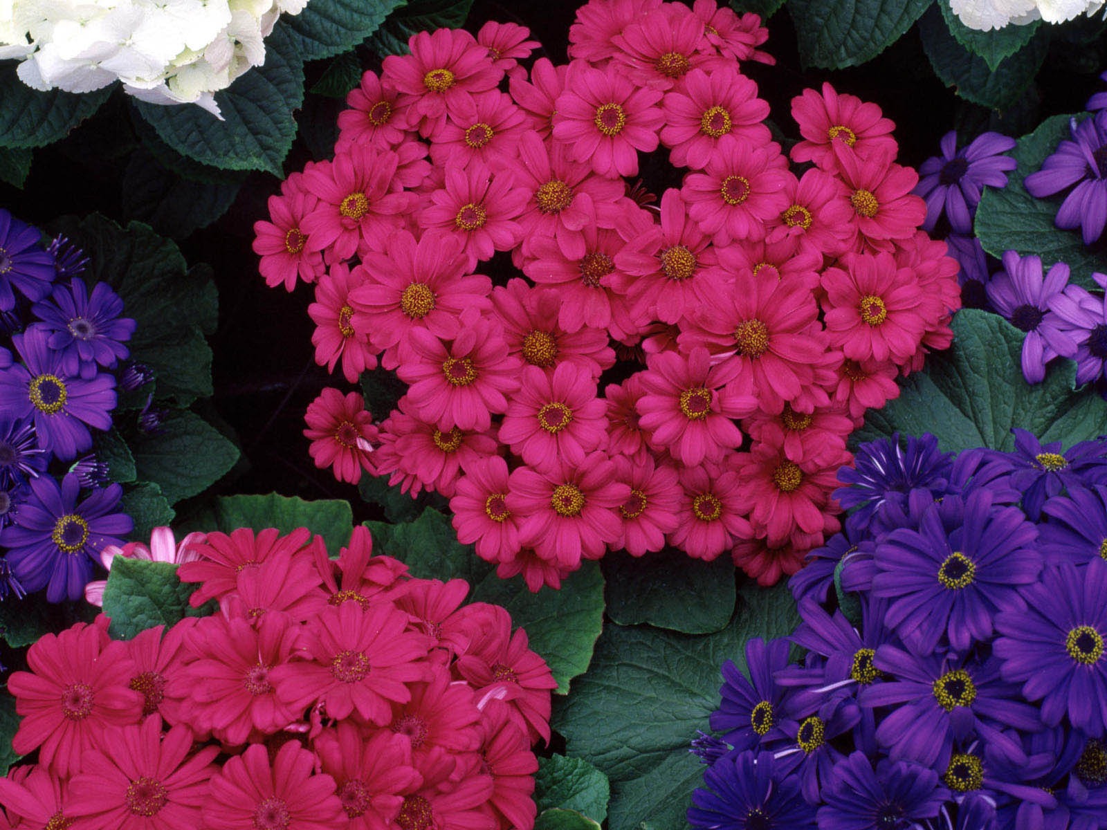 HD обои цветы в полном расцвете #28 - 1600x1200