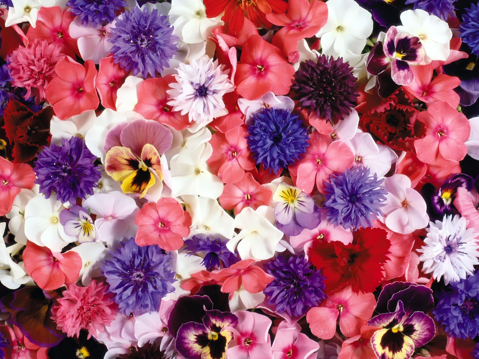 Obklopen ohromující květiny tapety #1 - 1600x1200