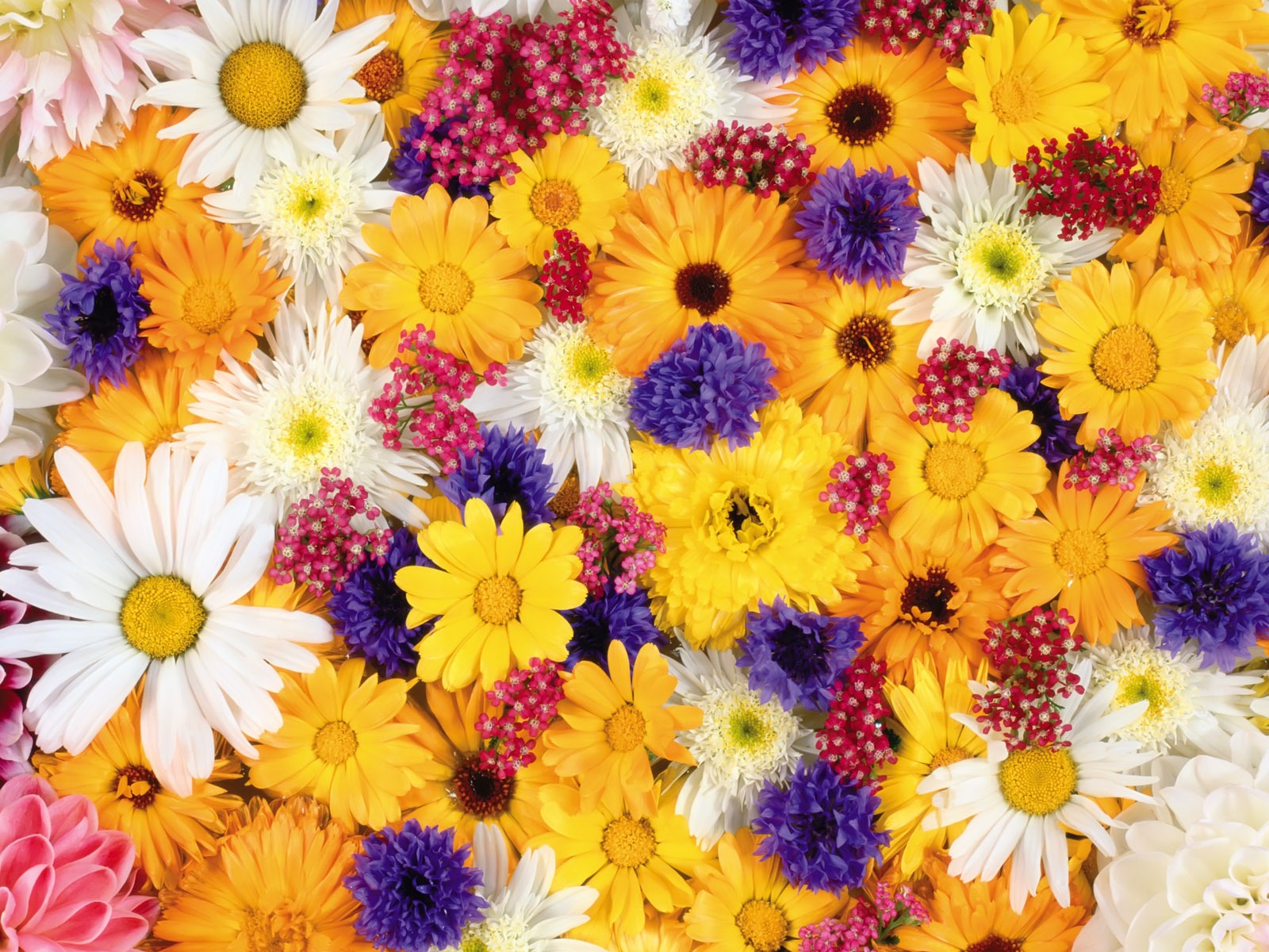 Entouré de fleurs superbes fonds d'écran #10 - 1600x1200