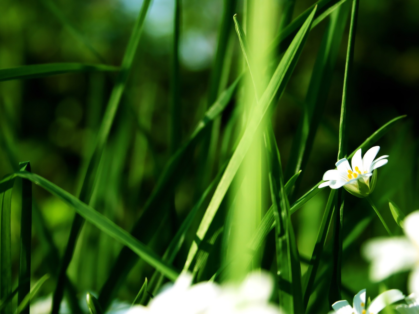 Widescreen HD wallpapers plantes #2 - 1600x1200