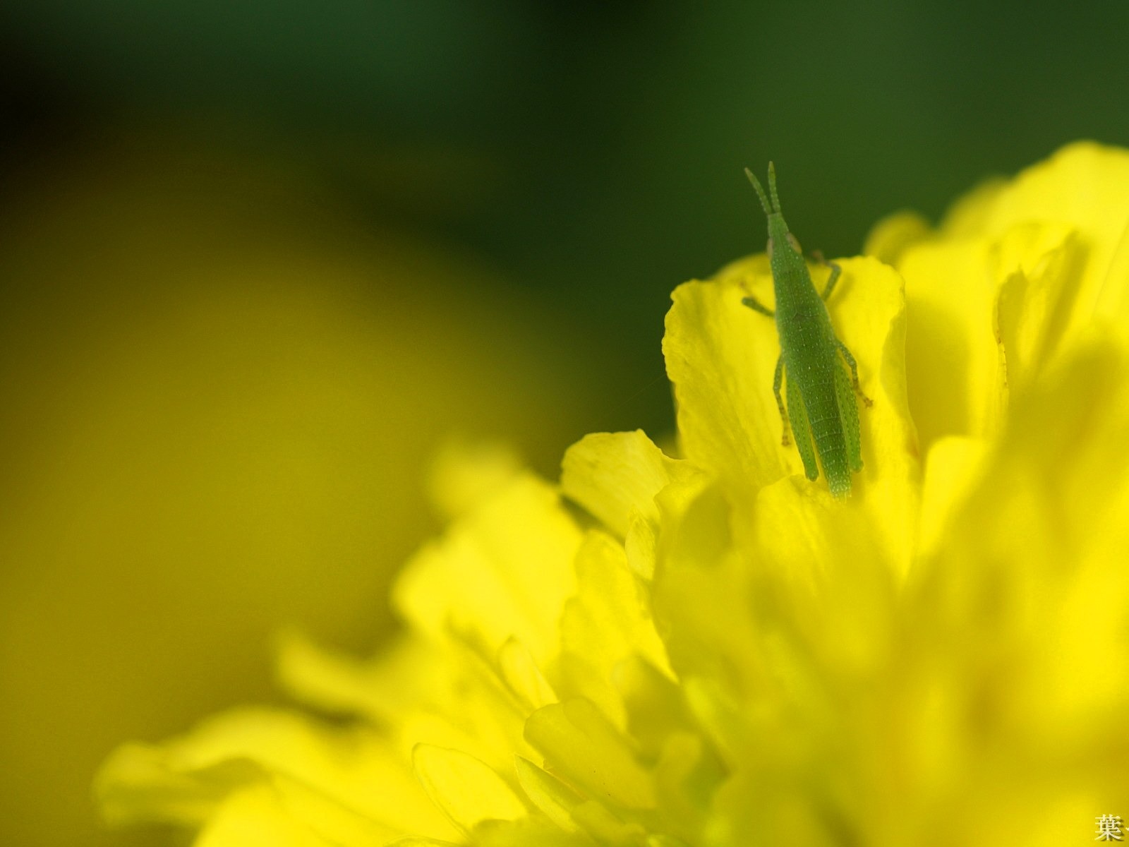 Fleurs personnel HD Wallpapers #9 - 1600x1200