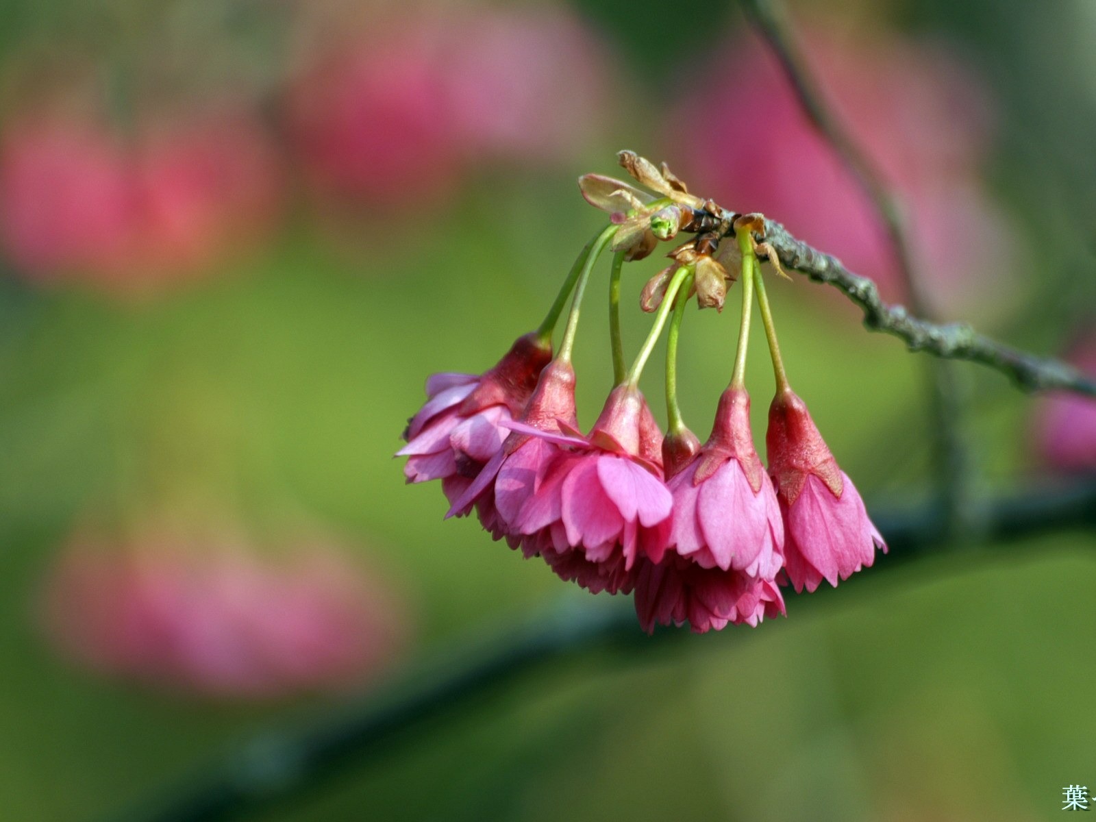 Fleurs personnel HD Wallpapers #35 - 1600x1200