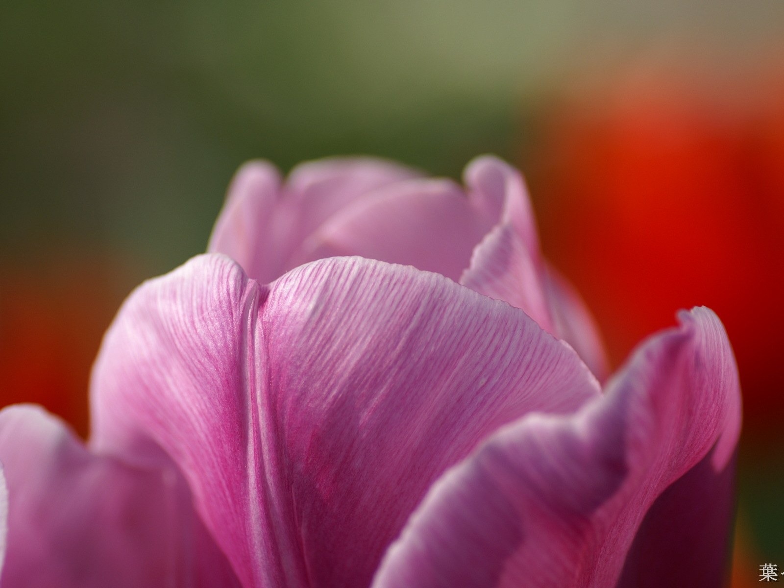 Osobní Květiny HD Tapety na plochu #48 - 1600x1200